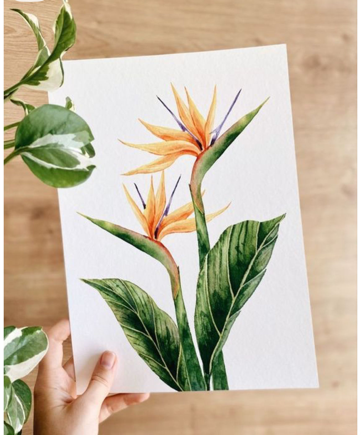 Strelitzia Watercolour Course - 25th October