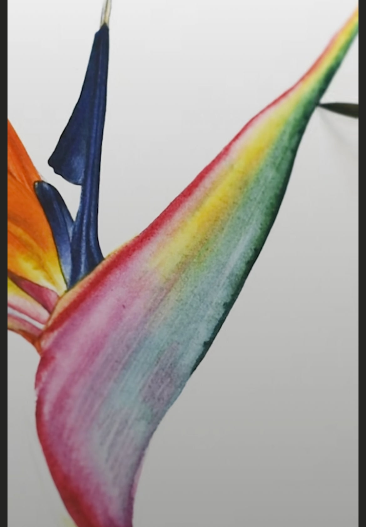 Strelitzia Watercolour Course - 25th October