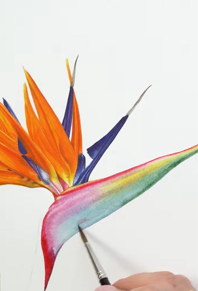 Strelitzia Watercolour Course - 25th October
