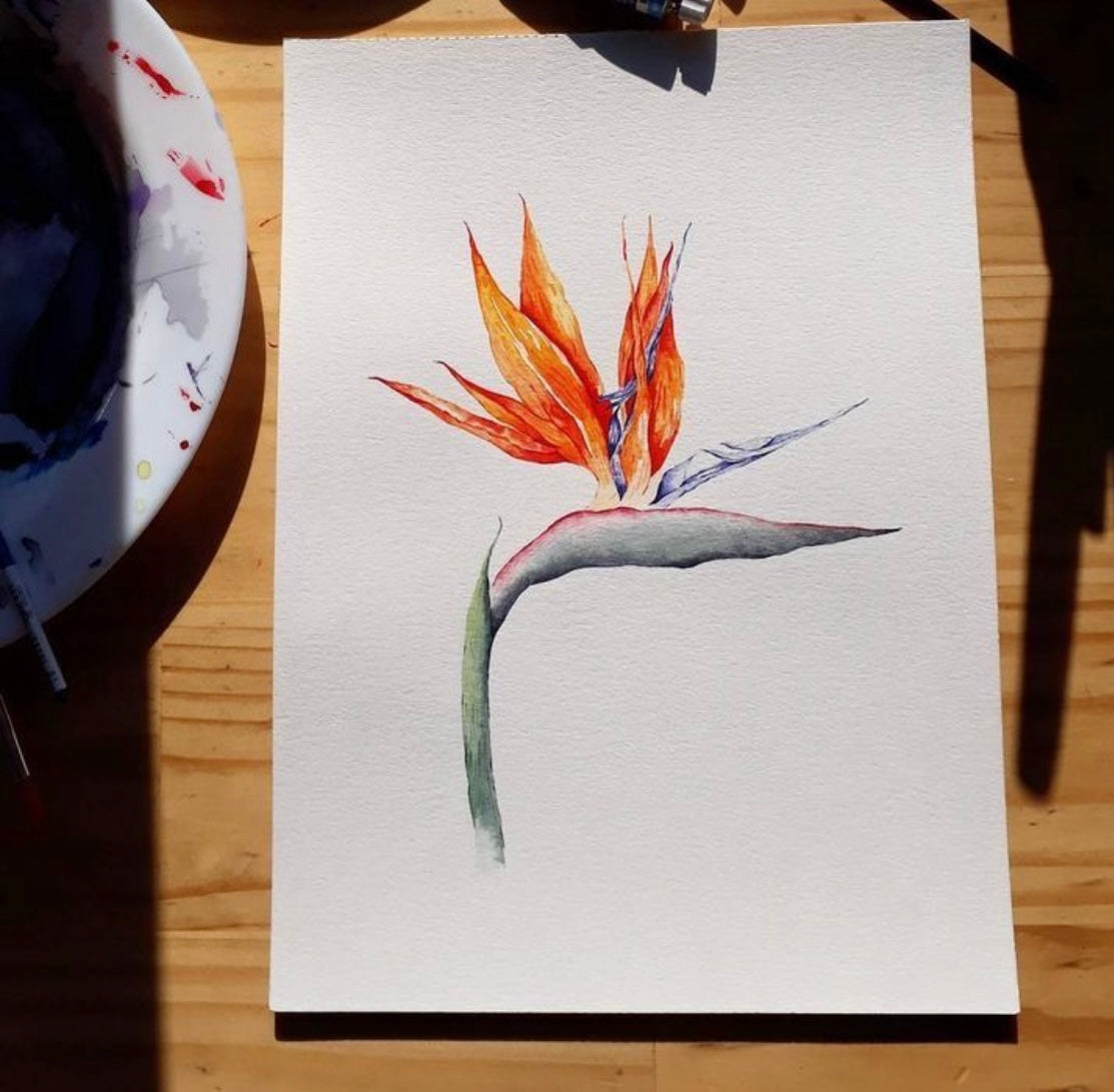 Strelitzia Watercolour Course - 25th October