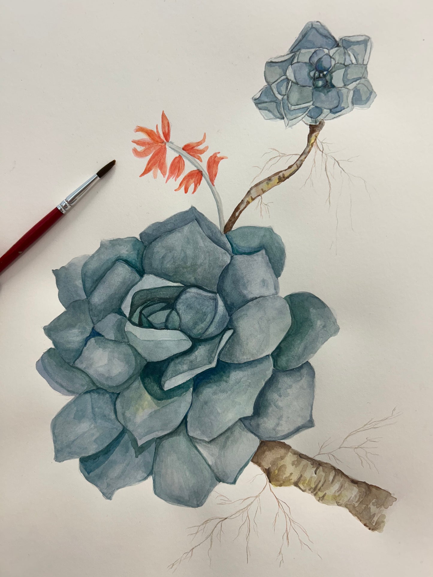 Succulent Rock Rose Watercolour Course - 27th June 2026
