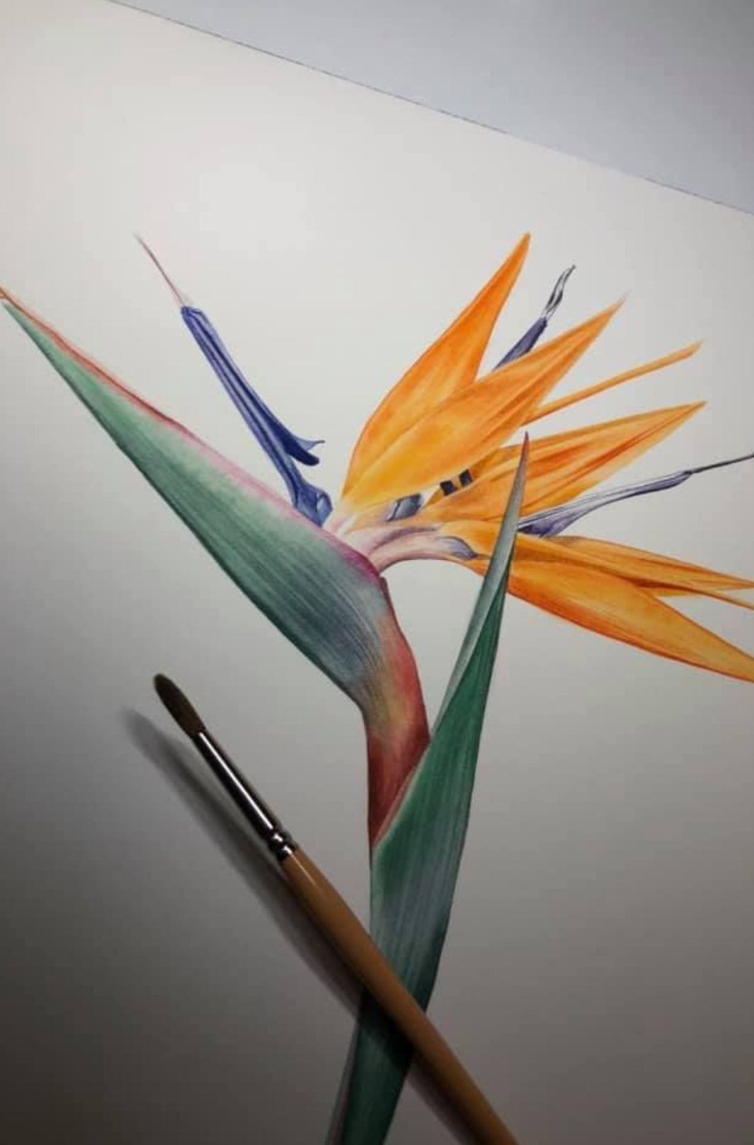 Strelitzia Watercolour Course - 25th October