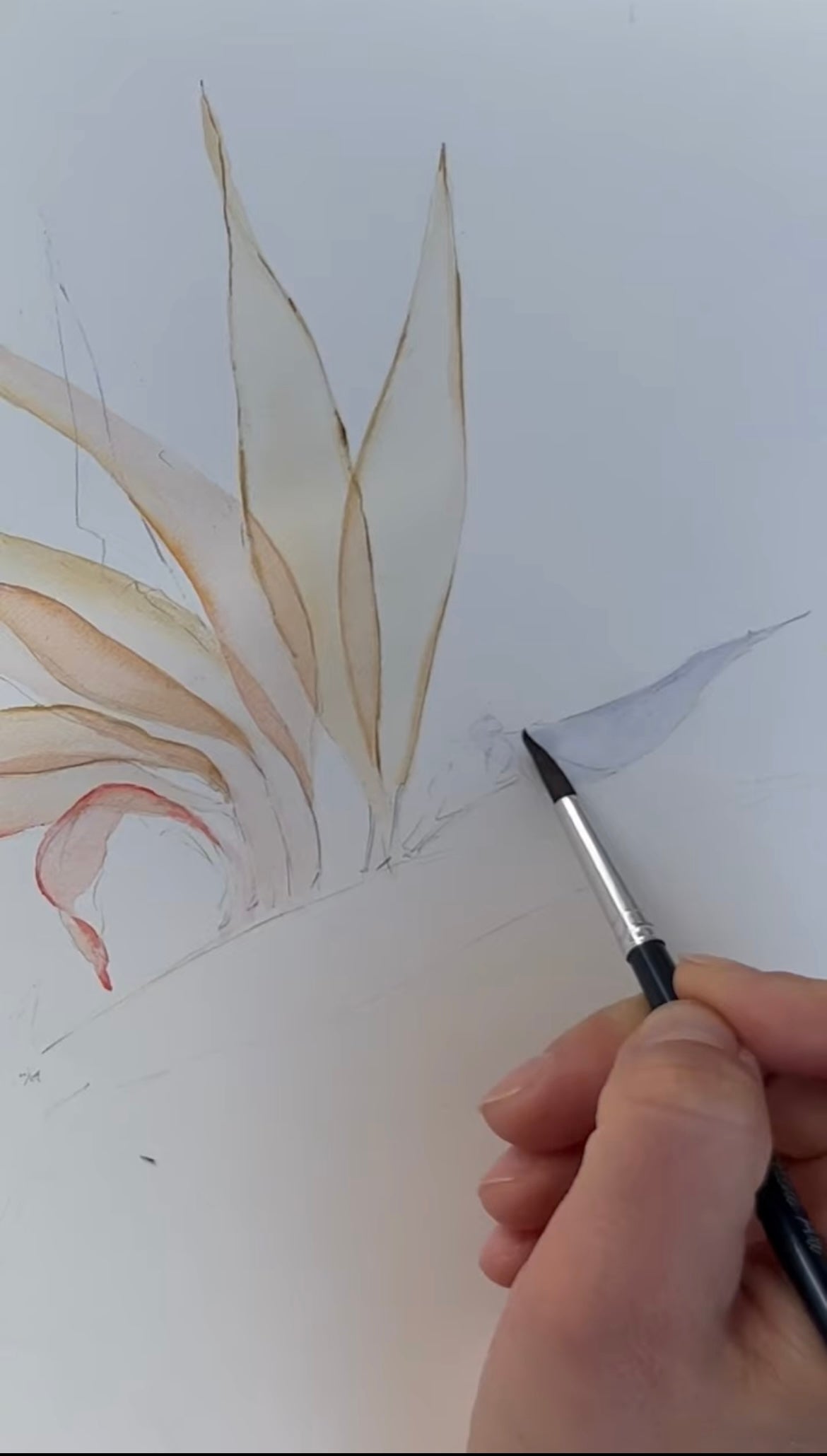 Strelitzia Watercolour Course - 25th October