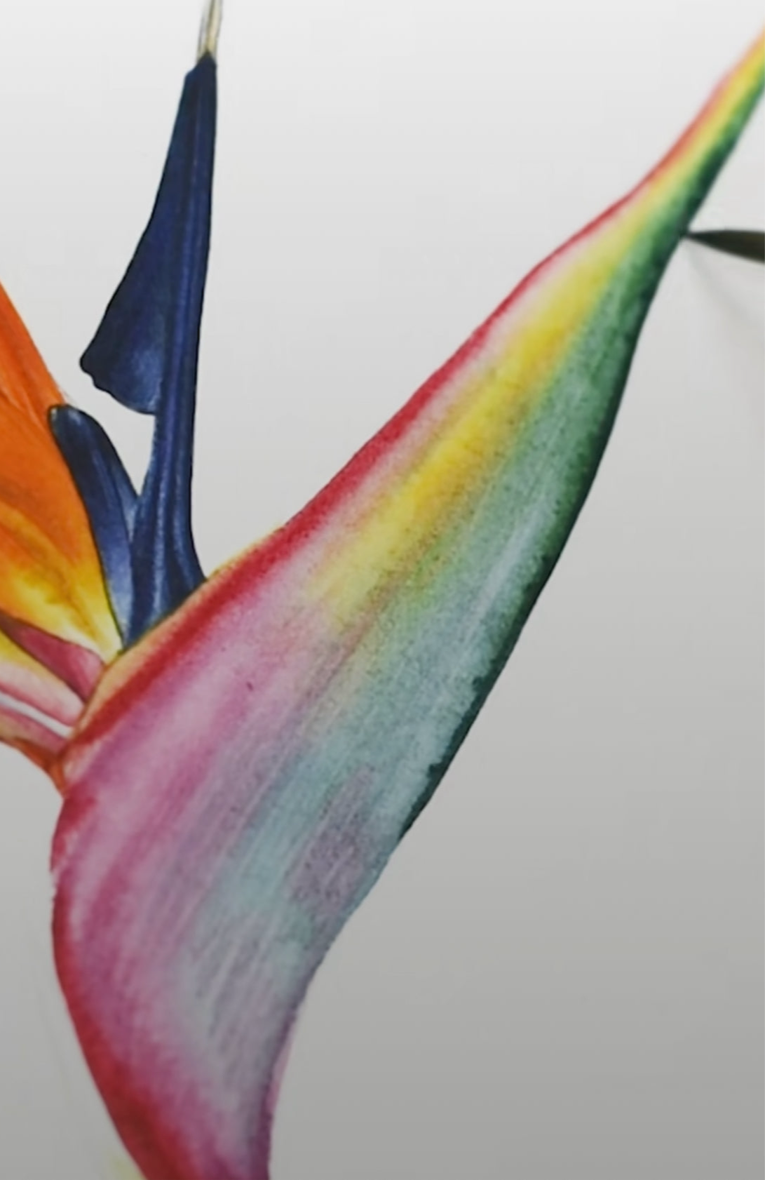 Strelitzia Watercolour Course - 25th October