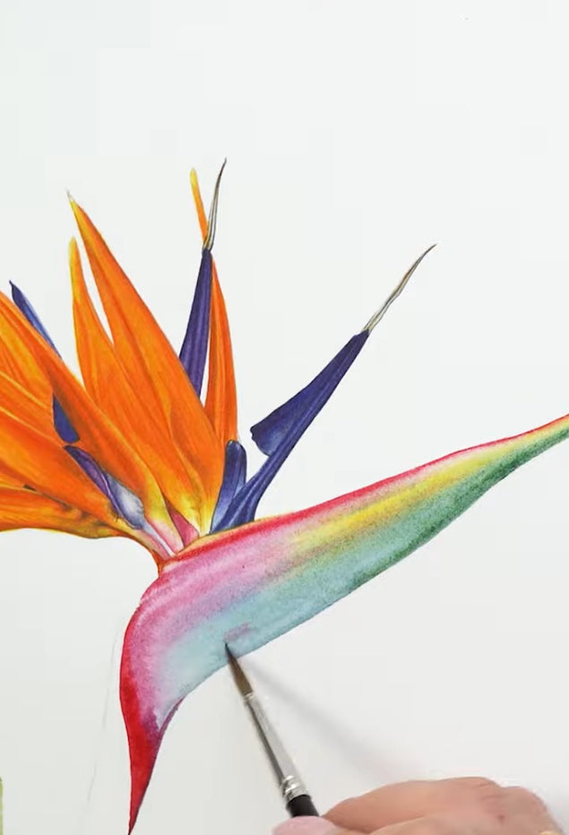 Strelitzia Watercolour Course - 25th October