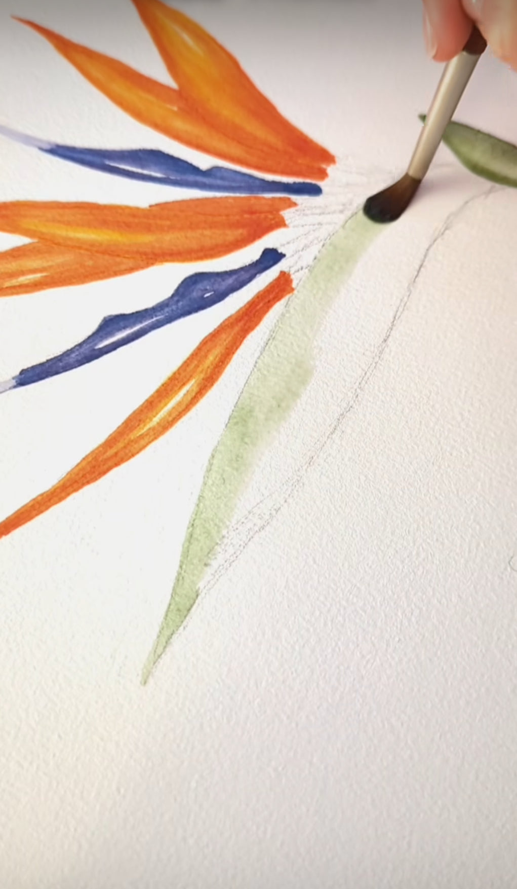 Strelitzia Watercolour Course - 25th October