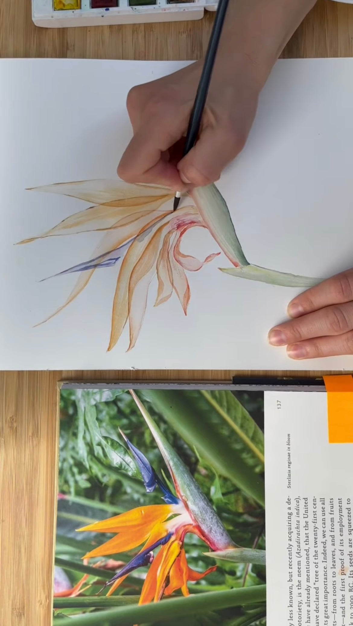 Strelitzia Watercolour Course - 25th October
